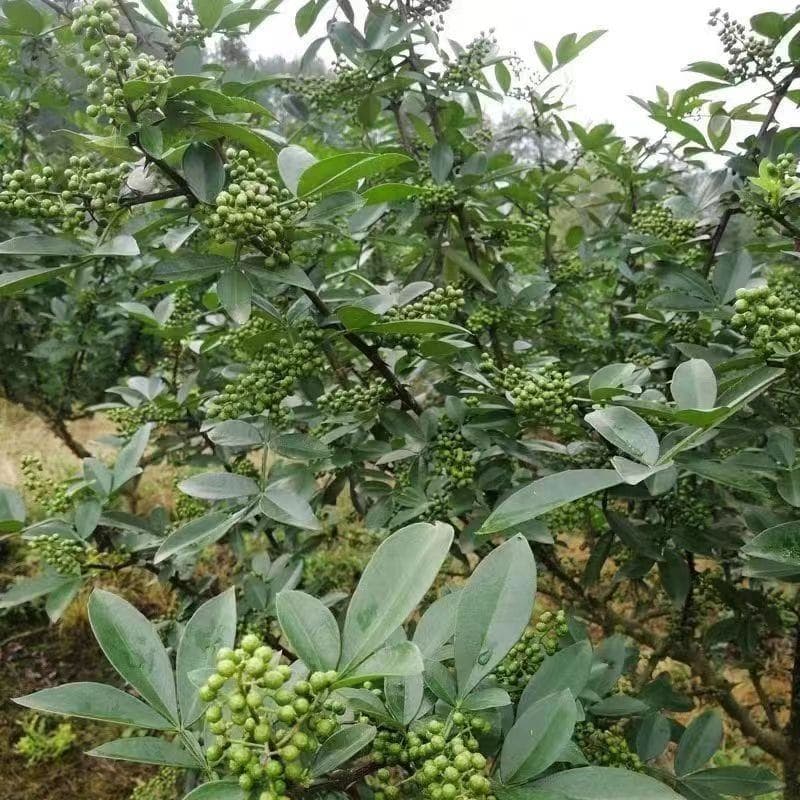 Ground Peppercorn Powder